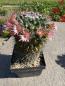 Preview: Mammillaria oaxaca